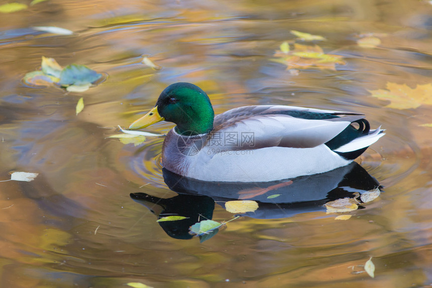 秋叶在水中游泳的鸭子图片