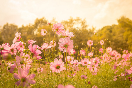 花园里的波斯菊花图片