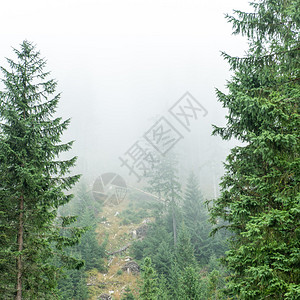 迷雾森林的全景遥远的地平线图片