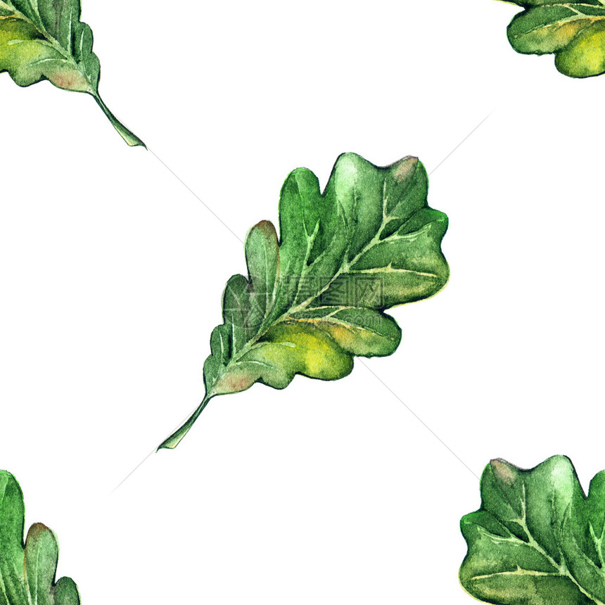 水彩色三杯橡树绿叶玉米种子无缝图片