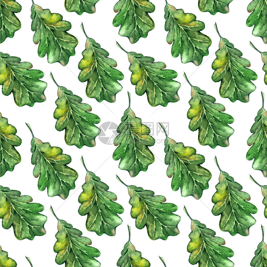 水彩色三杯橡树绿叶玉米种子无缝图片