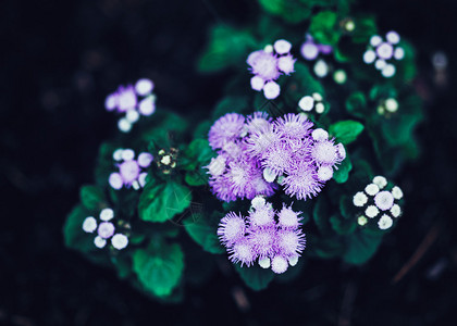 美丽的仙女的紫色花朵图片