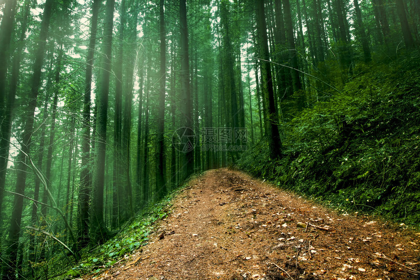 迷雾的神秘森林中的道路图片