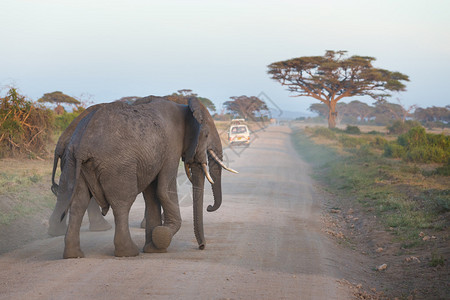 肯尼亚Amboseli公园的图片
