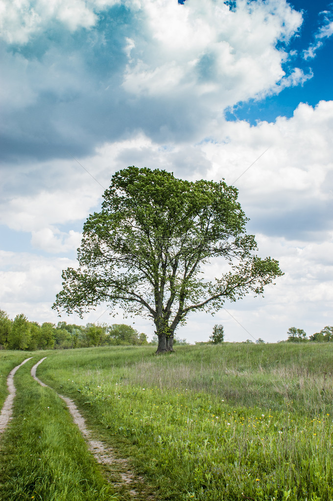 乡间小路上的一棵树图片