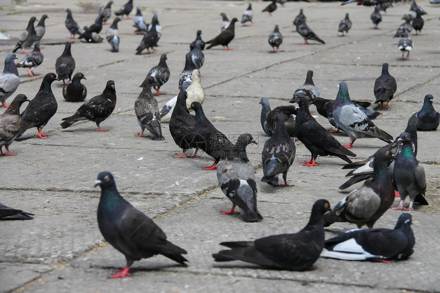 城市公园广场上的鸽子图片