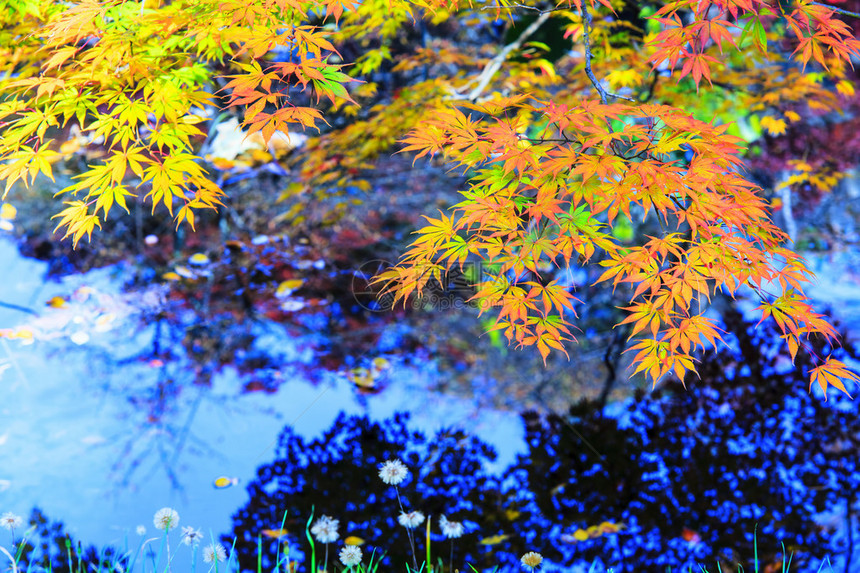 枫叶红秋日落树模糊背景图片