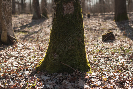 早春森林里树上的苔藓背景图片