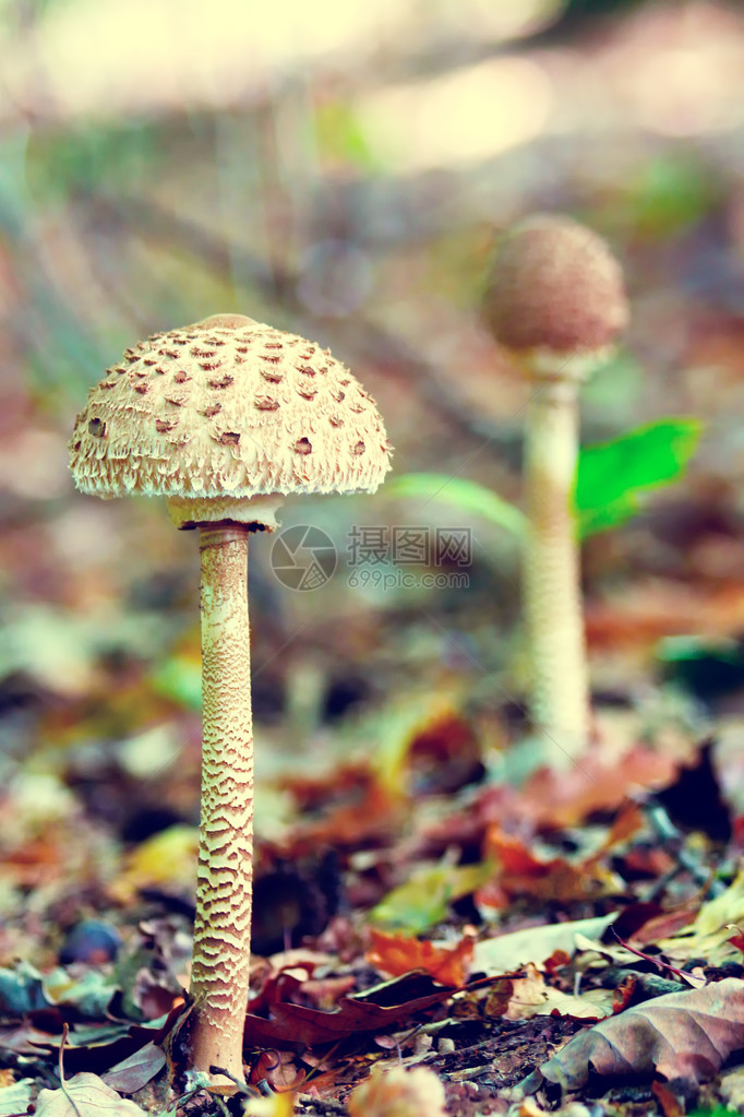 森林中的寄生虫蘑菇momorlepiotapr图片