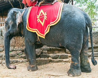 丛林徒步大象柬埔寨吴哥图片