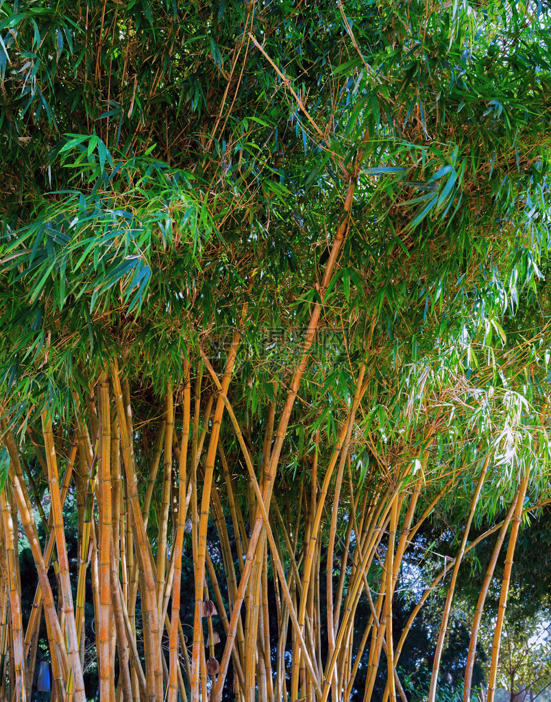 竹绿色森林背景图片