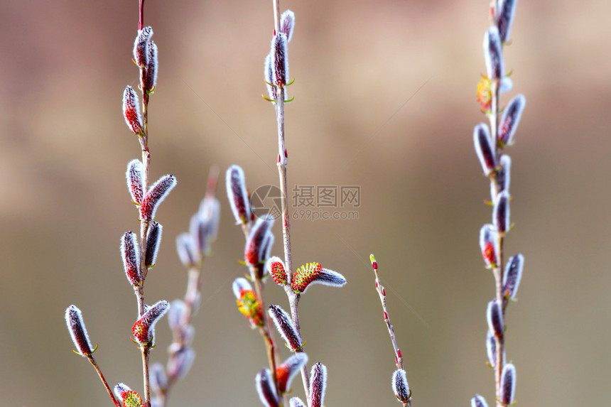 开花的春天柳枝与猫芽图片