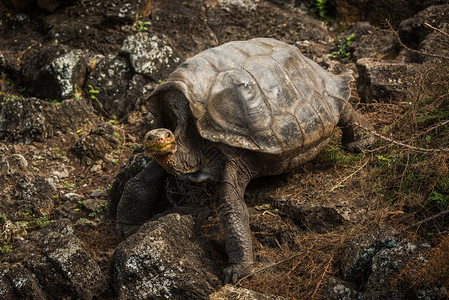 加拉帕戈斯巨龟爬下石坡图片