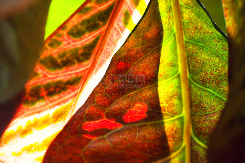 工厂的Croton树叶红色图片