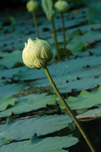 绿色莲花图片