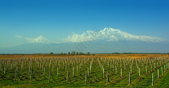 Ararat山Wineyards和Ararat山谷图片