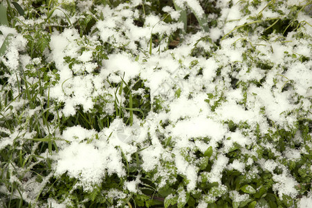 意外的春雪落在绿草地上图片