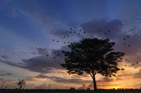 剪影树与飞鸟离开巢穴日出图片
