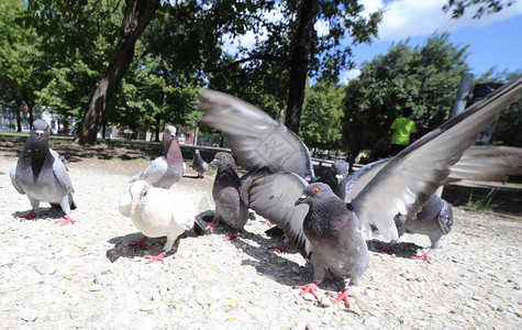 鸽子和鸽子在公园里吃面包屑图片