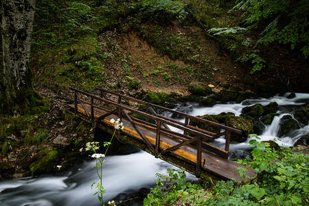 美丽的溪流和木桥在森林图片