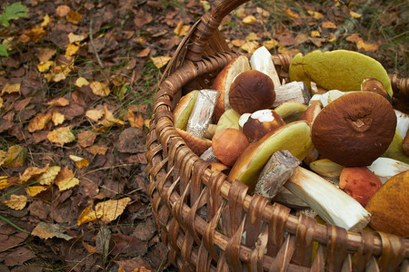 森林篮子里的新鲜蘑菇图片