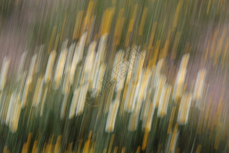 雏菊随风飘动形状抽象图片