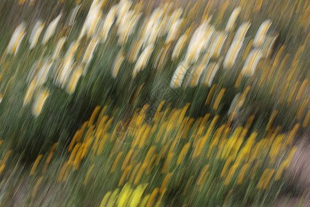 雏菊随风飘动形状抽象背景图片