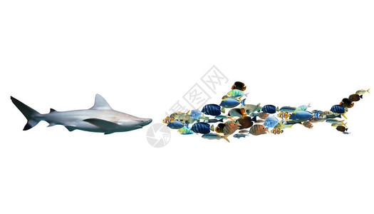 鲨鱼对一群彩色鱼类的威力联图片