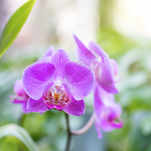 野生热带森林中的紫兰花美丽的春花和柔软绿背景图片