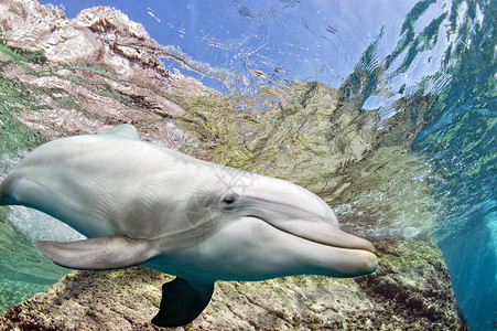 海豚在蓝色海洋背景的海图片