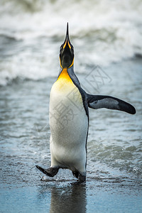 王企鹅在吃水线处抬头图片