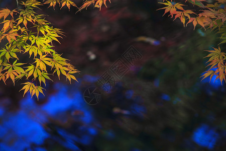 枫叶红秋日落树模糊背景背景图片