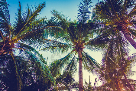 蓝色天空上美丽的棕榈树图片