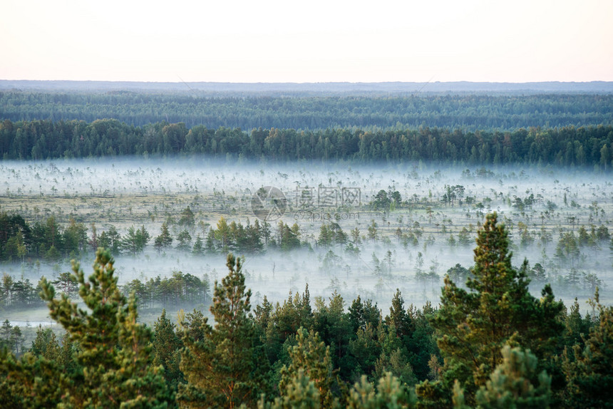 在拉特维亚的雾密林中将森林吞没在图片