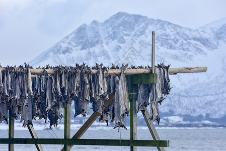 挪威洛福滕群岛Gimsoy的冬图片