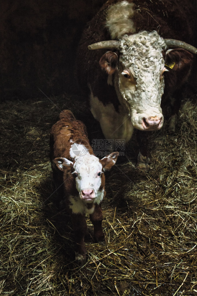 新出生的荷兰棕色白小牛母图片