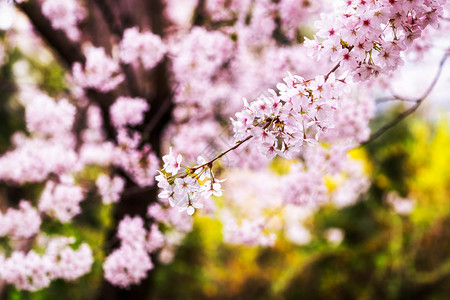 春季樱花在春光下盛开图片