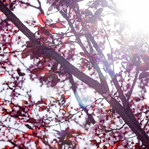 一棵开花的树枝有美丽的粉红色花图片