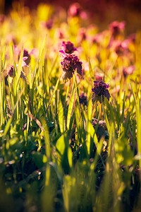 绿草的野紫色花朵阳光明媚的春天森林古图片