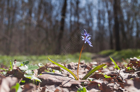 野生蓝色雪花莲在早春的树林里生长两叶草图片