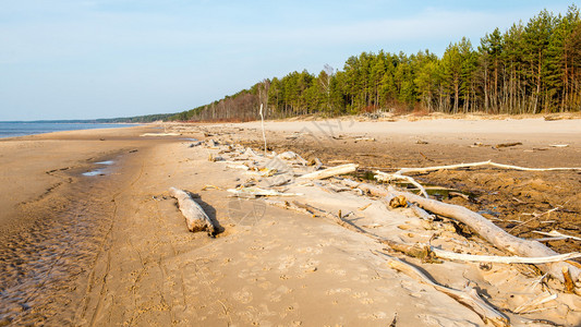 波罗的海滩的日志有背景图片