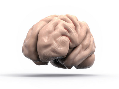 孤立的3D脑部说明神经图片