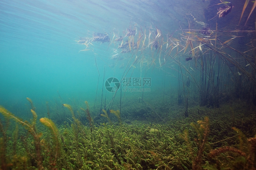 湖底世界芦苇碧水图片