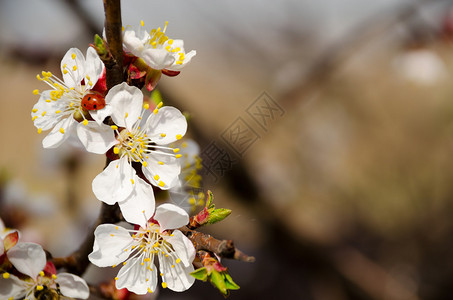 瓢虫在一朵开花的樱桃上开花的樱桃树图片