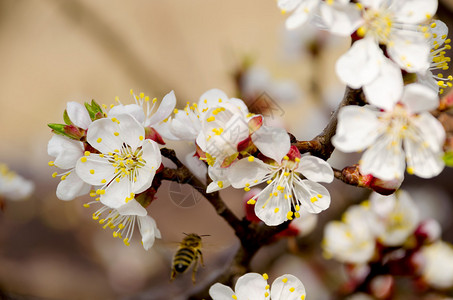 花樱桃和飞蜂开花的樱桃树背景图片