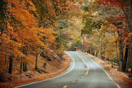秋天的树叶在有路的森林里图片