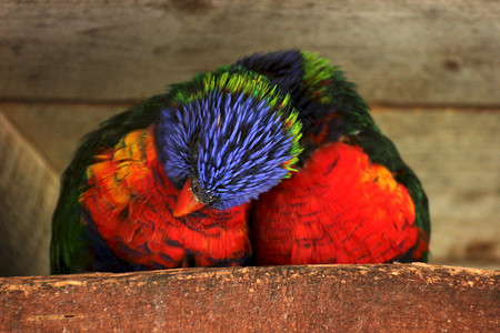 两只互相依偎的彩虹吸蜜鹦鹉图片