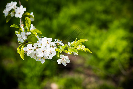 在阳光明媚的春日果园天然花种背景白花丛生的杏子图片