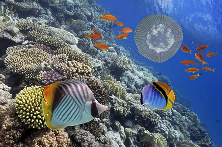 红海珊瑚礁热带图片