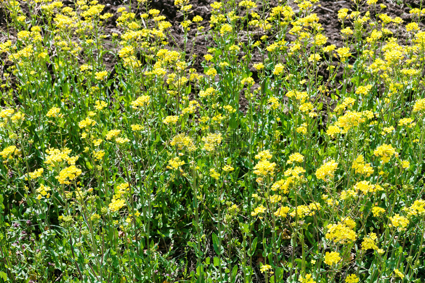 春天油菜植物的黄色花朵图片